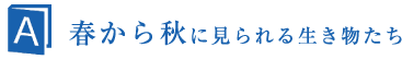 tHɌ鐶̂