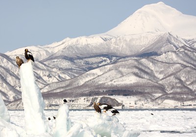 120305羅臼岳バックの流氷上のワシ.jpg