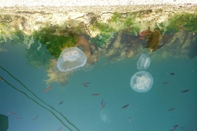 DSC_0553.jpg