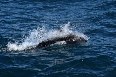DSC_4538.JPG