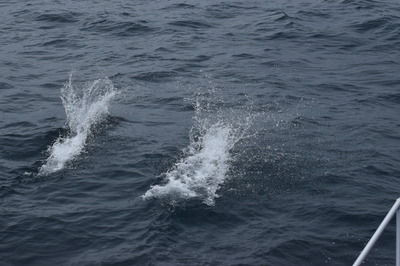 DSC_4612.JPG