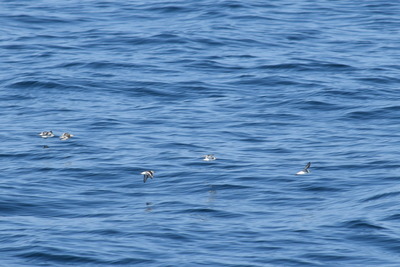 DSC_8971.JPG