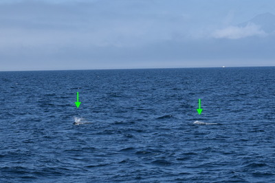 DSC_9692 2.JPG