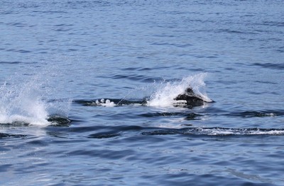 IMG_0662.jpg