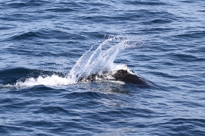 IMG_1287.jpg