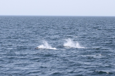 IMG_1356.jpg
