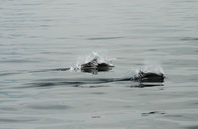 IMG_1683.jpg