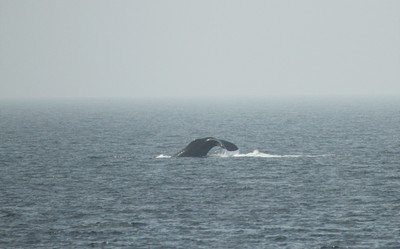 IMG_2152.jpg