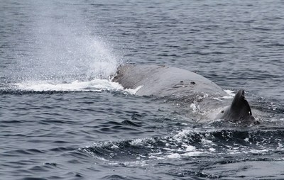 IMG_2237.jpg
