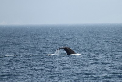 IMG_2437.jpg