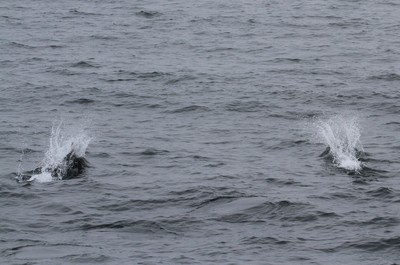 IMG_2510.jpg
