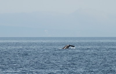IMG_2521.jpg