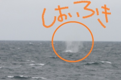 IMG_2596.jpg