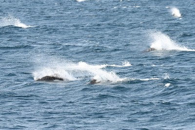 IMG_2599.jpg