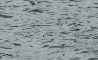 IMG_2847.jpg