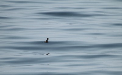 IMG_3337.jpg