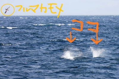 IMG_3541.jpg
