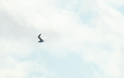 IMG_3570.jpg