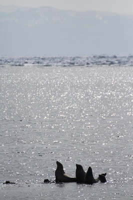 IMG_3581.jpg