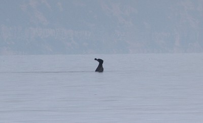 IMG_3633.jpg