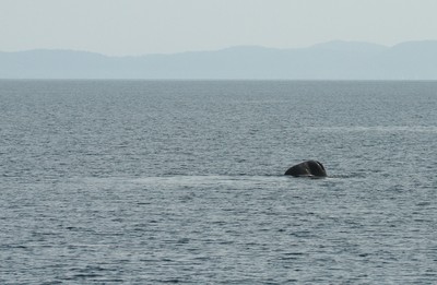 IMG_3666.jpg
