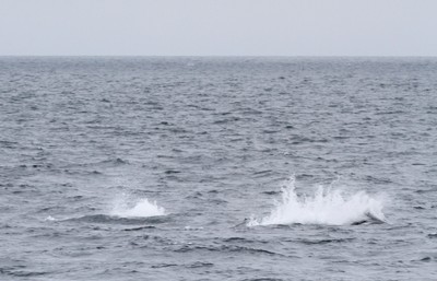 IMG_3717.jpg