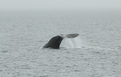 IMG_3803.jpg