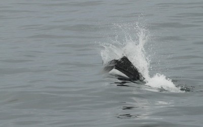 IMG_3878.jpg