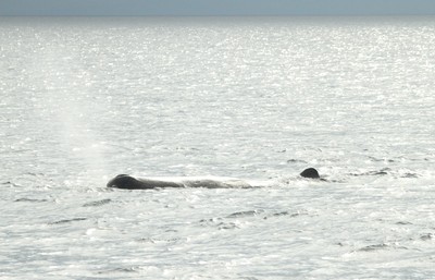 IMG_4005.jpg