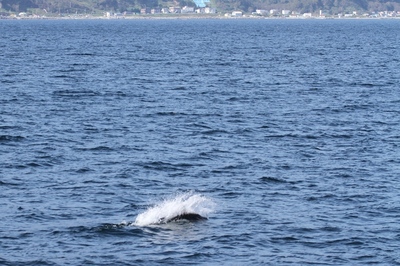 IMG_4129.jpg