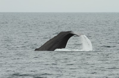 IMG_4137.jpg