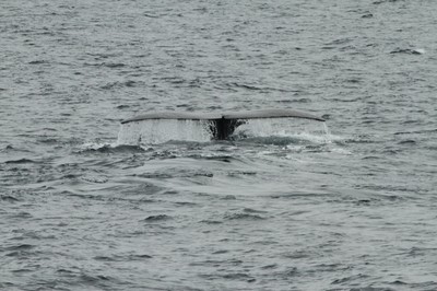 IMG_4183.jpg