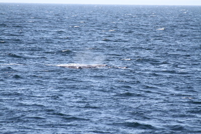 IMG_4207.jpg