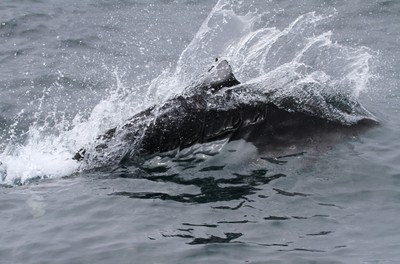 IMG_4225.jpg