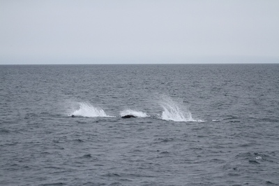 IMG_4340.jpg