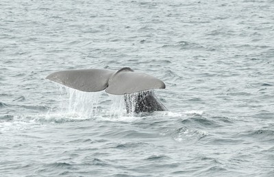 IMG_4345.jpg