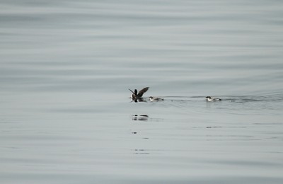 IMG_4550.jpg