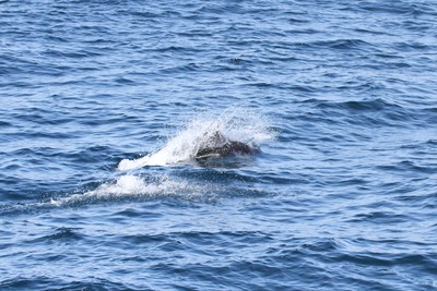 IMG_4838.jpg