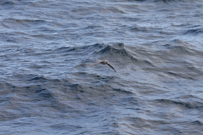 IMG_4864.jpg