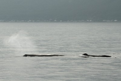 IMG_5241.jpg