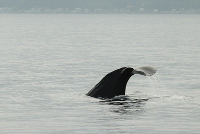 IMG_5260.jpg