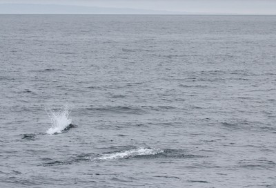IMG_5368.jpg