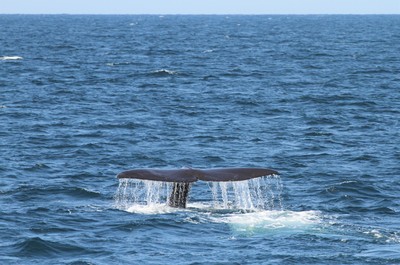 IMG_5800.jpg