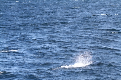 IMG_6209.jpg