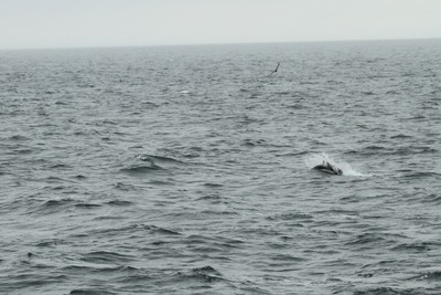 IMG_6270.jpg