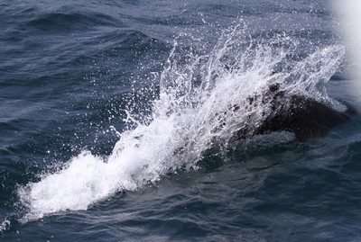IMG_6438.jpg