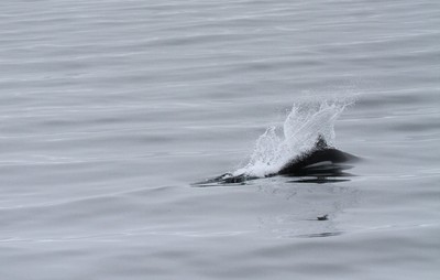 IMG_6531.jpg