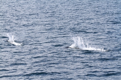 IMG_6606.jpg