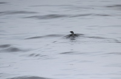 IMG_6621.jpg