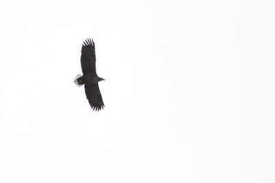 IMG_6681.jpg